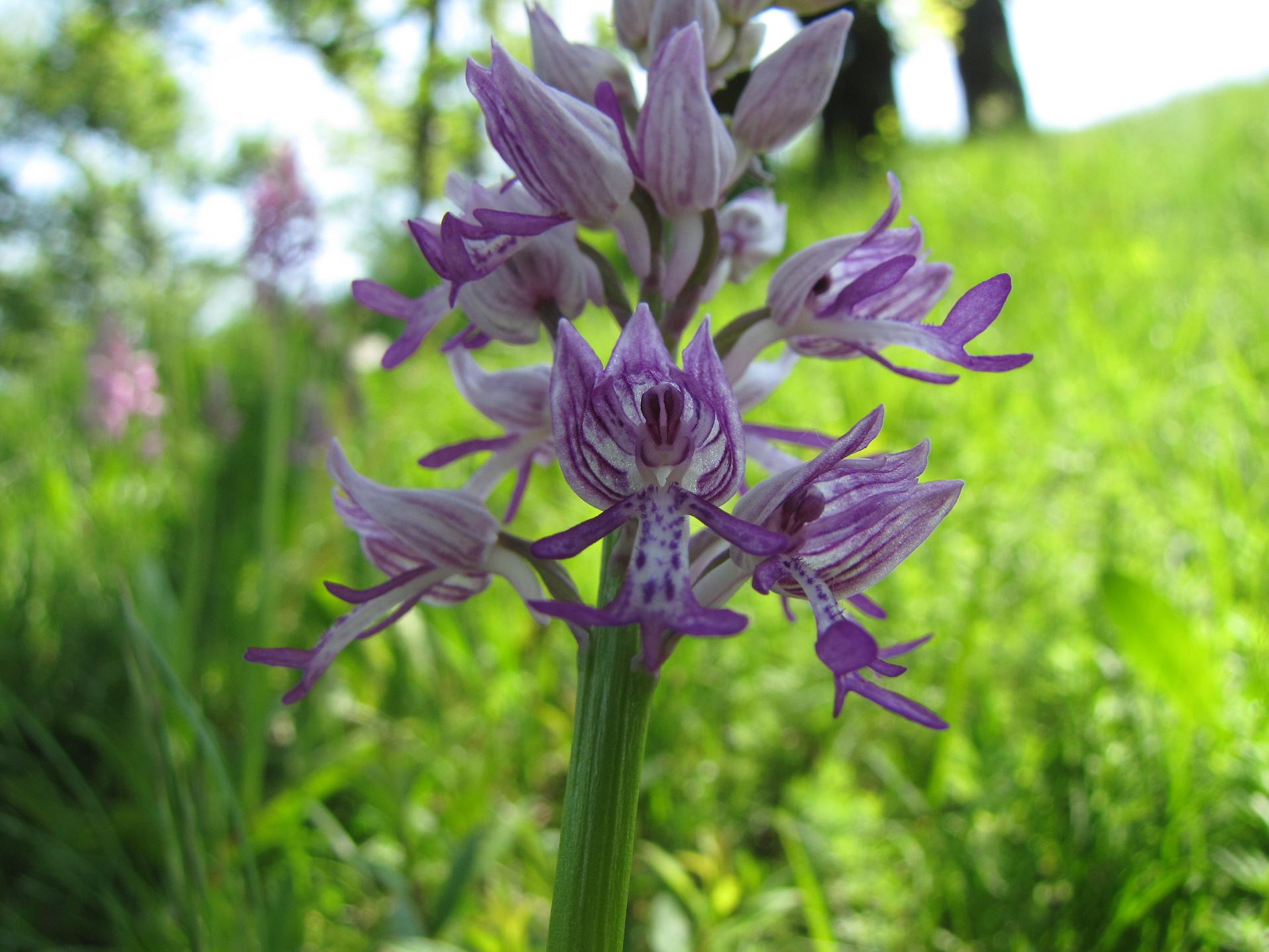 Neotinea tridentata, Ochis militari, simia e Anacamptis morio